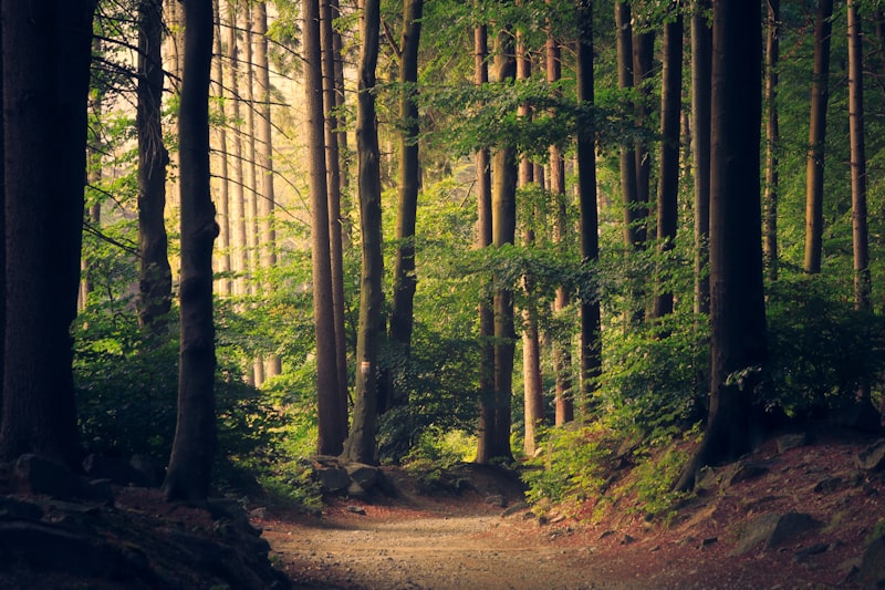 Ohio Appalachian forest